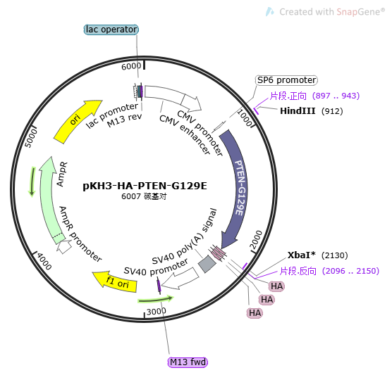 pKH3-HA-PTEN-G129E